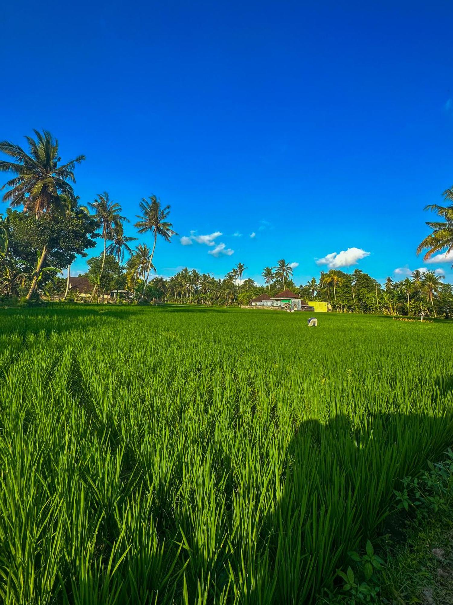ホテル Nunu Bali Eco Friendly Retreat チャングー エクステリア 写真