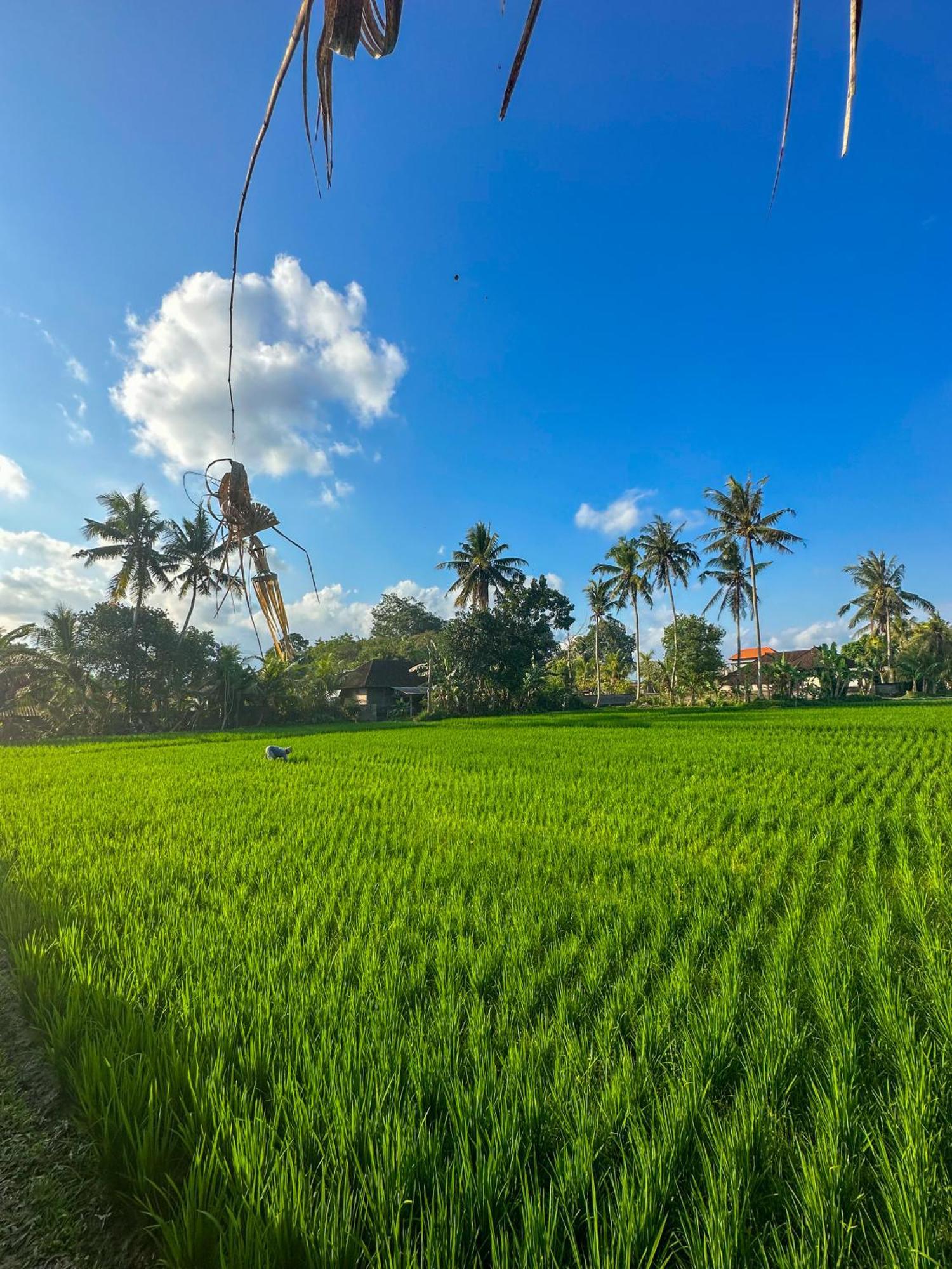 ホテル Nunu Bali Eco Friendly Retreat チャングー エクステリア 写真
